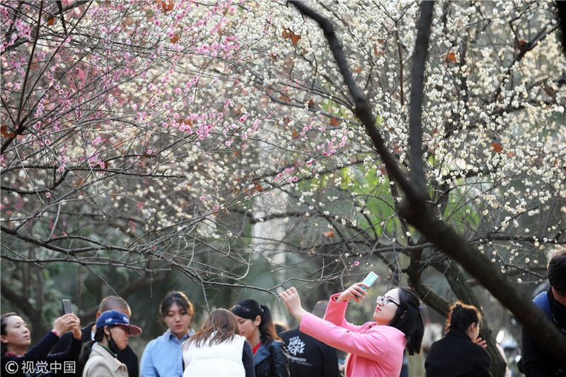 春天来了看武大樱花：武汉大学早樱娇艳绽放